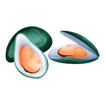 Cute mussels cartoon drawing png