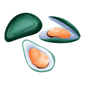 Cute mussels cartoon drawing png