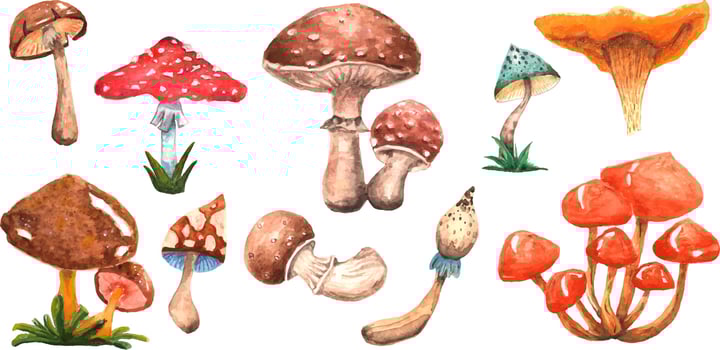 Collection of mushrooms fly agaric, boletus, boletus, grebe, mushrooms and others. You can create your own seamless patterns, postcards, patterns and more. vector