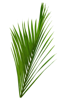 Green leaves pattern,leaf palm tree isolated png
