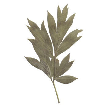 Isolated Pressed and dried Leaf. Aesthetic decorative gardening, wedding, herbarium or scrapbooking design elements png