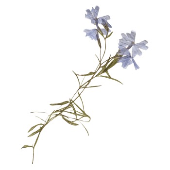 Isolated Pressed and dried Blue Wild flower with leaves. Aesthetic decorative gardening, wedding, herbarium or scrapbooking design elements png