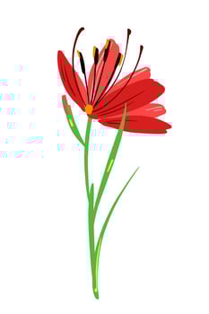 Beautiful red color gladiolus like flower composition. Vector simple bright color botanical group for decoration. Floral element.