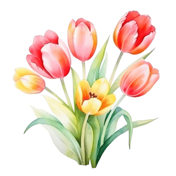 watercolor tulip background isolated png