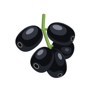 Vector illustration, Jambolan plum or Javanese plum, scientific name Syzygium cumini, isolated on a white background, exotic fruit as a medicinal herb.