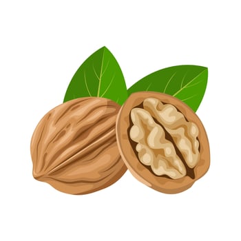 Vector illustration, walnut in shell, suitable as label or template, agricultural product packing.