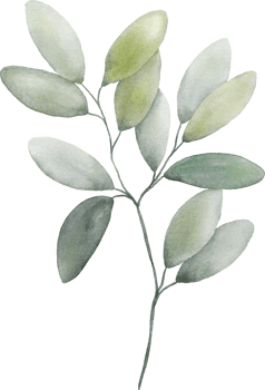 Watercolor Botanical Leaves Elements png