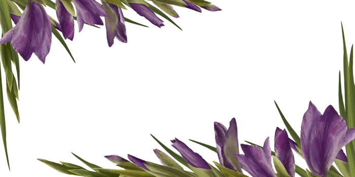 Watercolor gladioluses plant. Floral frame with violet flowers buds leaves Hand painted illustration png