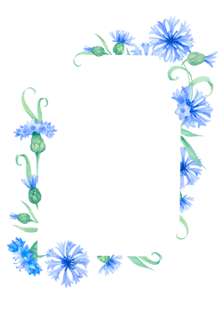 Frame with cornflower flowers. Watercolor illustration png