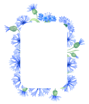 Frame with cornflower flowers. Watercolor illustration png