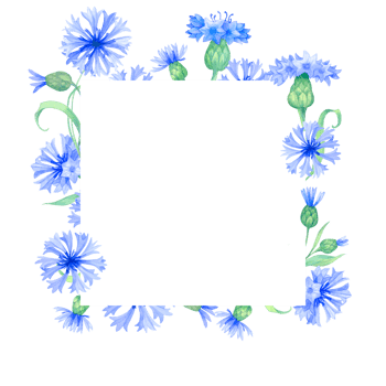 Frame with cornflower flowers. Watercolor illustration png