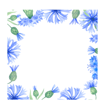 Frame with cornflower flowers. Watercolor illustration with blue flowersm png