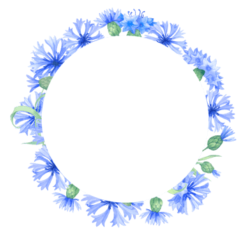 Frame with cornflower flowers. Watercolor illustration with blue flowersm. Vintage  frame with herbs, flowers and leaves png