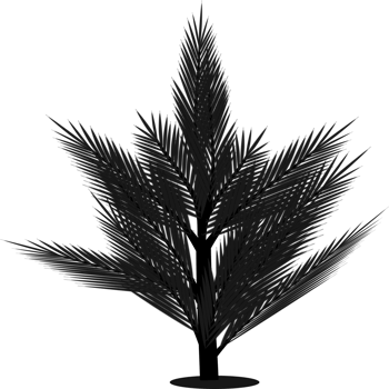 Pine tree silhouette png