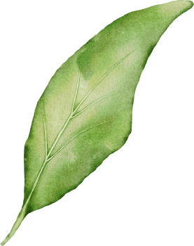Christmas Leaf Berry Watercolor png