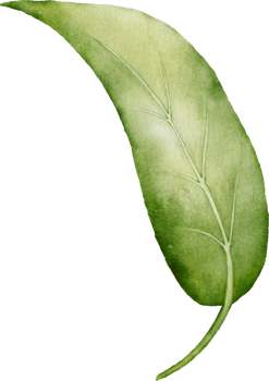 Christmas Leaf Berry Watercolor png