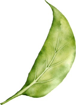 Christmas Leaf Berry Watercolor png