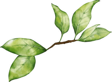 Christmas Leaf Berry Watercolor png