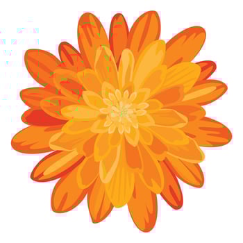 Vector orange marigold flower isolated on white background