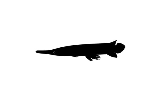 Alligator Fish Silhouette, can use for Art Illustration Logo Gram, Pictogram, Website, or Graphic Design Element. Vector Illustration