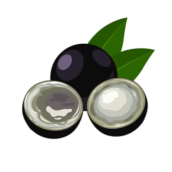 Vector illustration, Jaboticaba whole and cut, Brazilian fruit, scientific name Plinia cauliflora, Brazilian grapetree, isolated on white background.