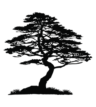 Pine tree silhouette png