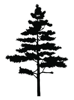 Pine tree silhouette png