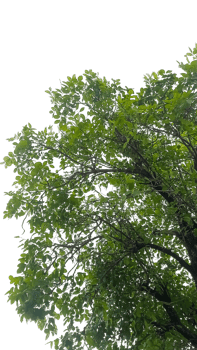 branches and foliage, view from bottom, leaves on branches png