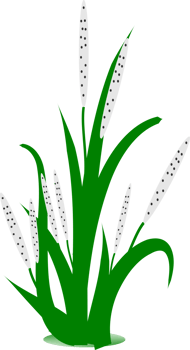 Grass leaves clipart png
