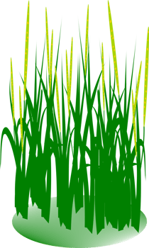 Grass leaves clipart png