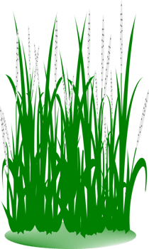 Grass leaves clipart png