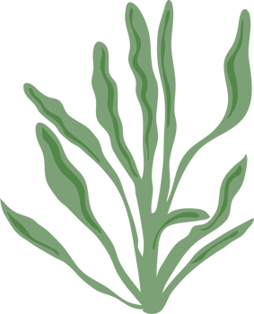 ocean coral illustration png