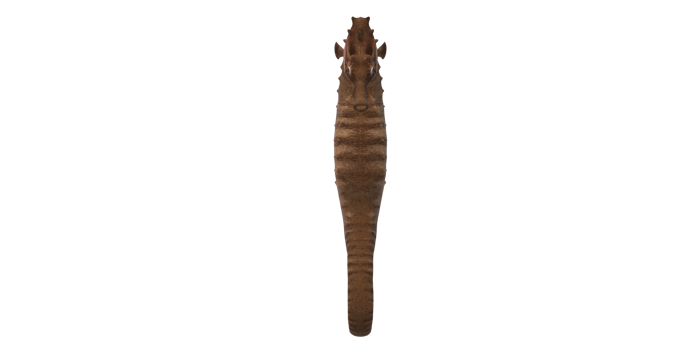 Sea horse isolated on a Transparent Background png