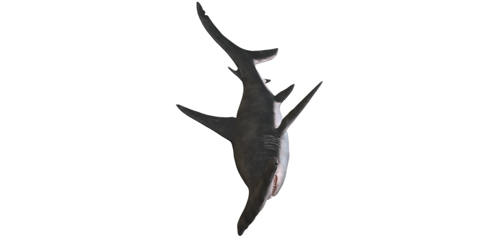 Hammerhead shark isolated on a Transparent Background png