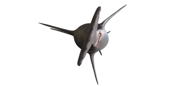 Hammerhead shark isolated on a Transparent Background png