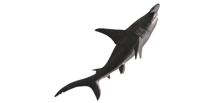 Hammerhead shark isolated on a Transparent Background png