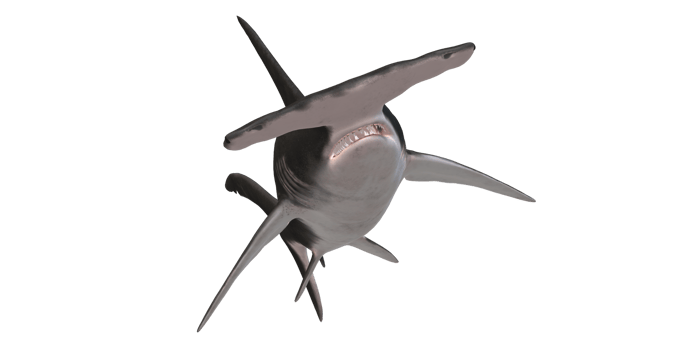 Hammerhead shark isolated on a Transparent Background png