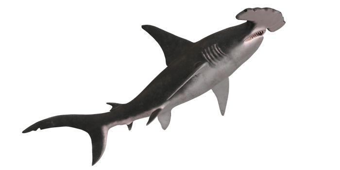 Hammerhead shark isolated on a Transparent Background png