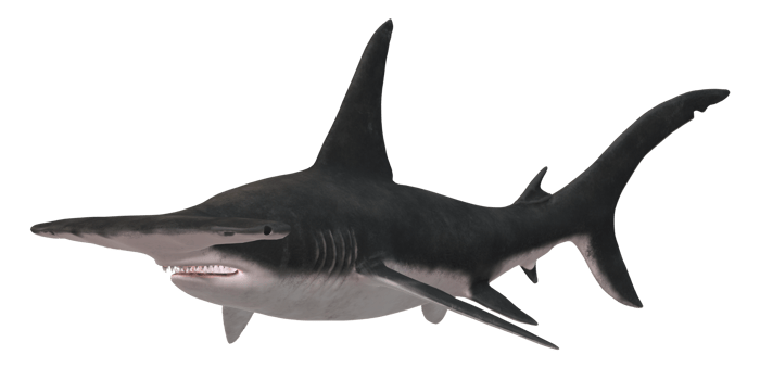 Hammerhead shark isolated on a Transparent Background png