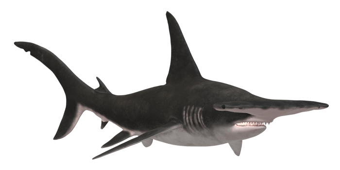 Hammerhead shark isolated on a Transparent Background png