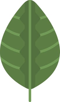 Maranta Vector Icon