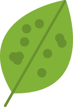 Chinese Evergreen Vector Icon