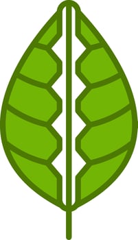 Maranta Vector Icon