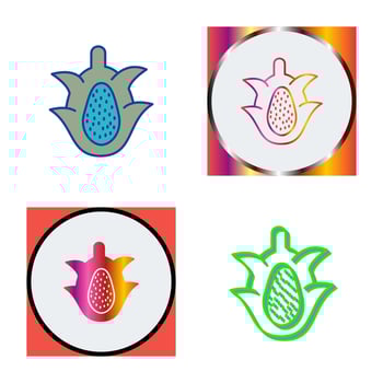 Dragon Fruit Vector Icon