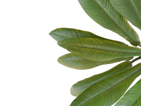 Plant in the pots isolated on transparent background png