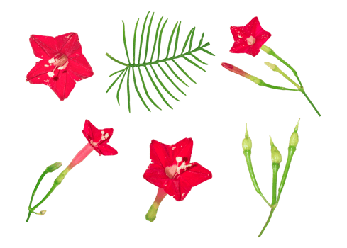 Beautiful Red Cypress Vine Flower Leaves Petals and Buds isolated on a transparent background png