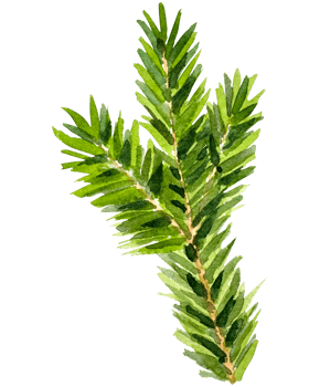Watercolor Christmas branch. Hand drawn botanical element. Watercolor spruce branches. Realistic branches of green pine. branch with needles. png