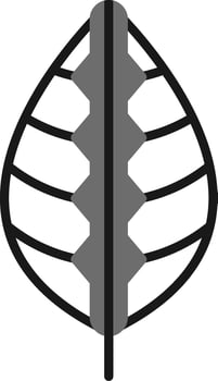 Maranta Vector Icon