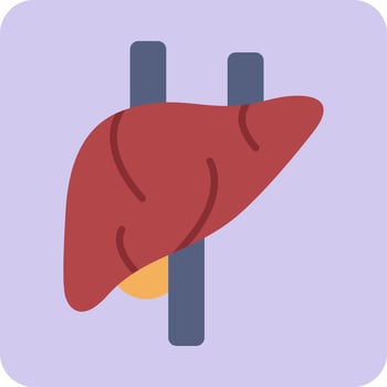 Liver Vector Icon