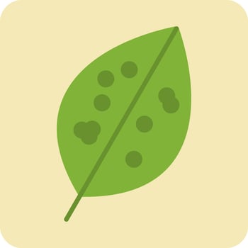 Chinese Evergreen Vector Icon